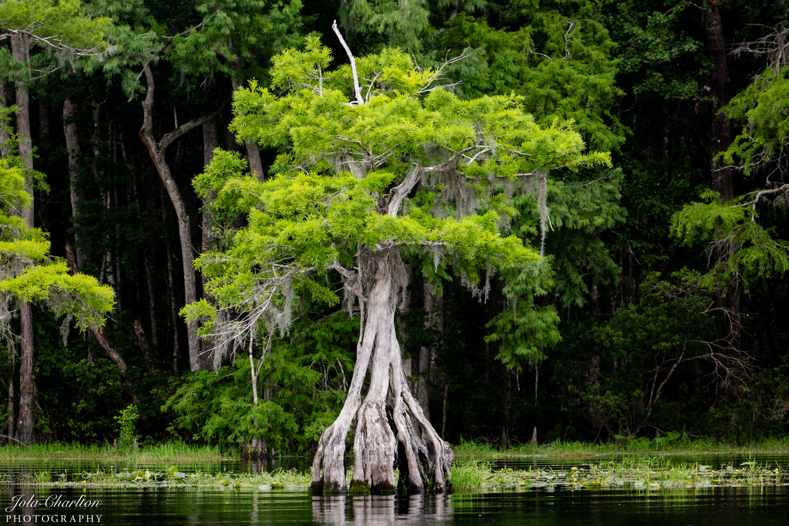 Lake Disston Shutterbug